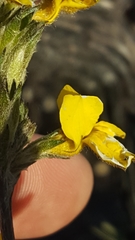 Goodenia stelligera