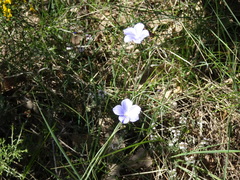 Linum narbonense