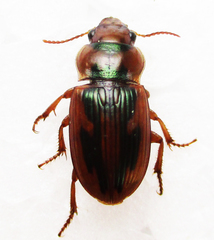Bradybaenus opulentus