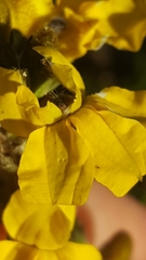 Goodenia stelligera