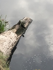 Trachemys scripta elegans