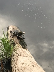 Trachemys scripta elegans