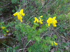 Cytisophyllum sessilifolium