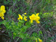 Cytisophyllum sessilifolium