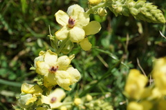 Verbascum pyramidatum