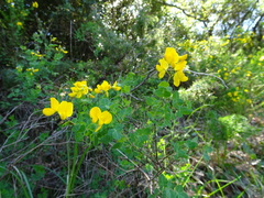 Cytisophyllum sessilifolium