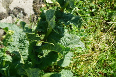 Verbascum pyramidatum