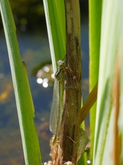 Coenagrion puella