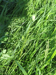 Fritillaria meleagroides