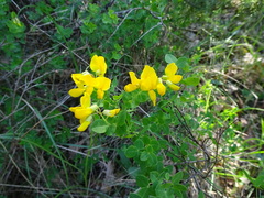 Cytisophyllum sessilifolium