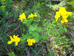 Cytisophyllum sessilifolium