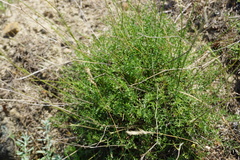 Pimpinella idae