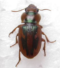 Bradybaenus opulentus