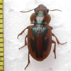 Bradybaenus opulentus