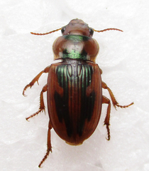 Bradybaenus opulentus