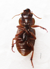Bradybaenus opulentus