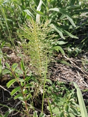 Equisetum pratense