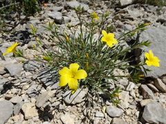 Linum campanulatum