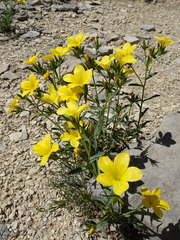 Linum campanulatum