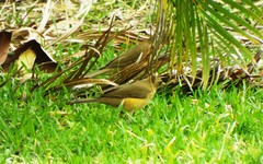 Turdus grayi