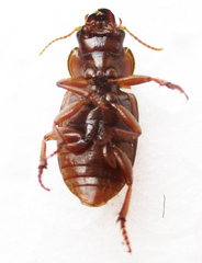 Bradybaenus opulentus