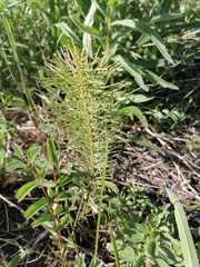 Equisetum pratense