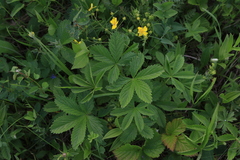 Potentilla chrysantha