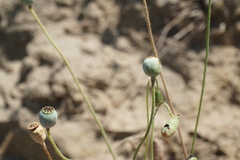 Papaver commutatum