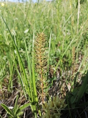 Equisetum pratense