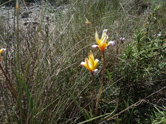 Tulipa sylvestris australis