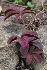 Cyphostemma hypoleucum