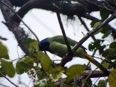 Cyanocorax yncas