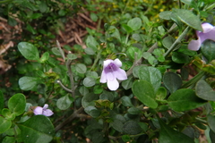 Prostanthera rotundifolia