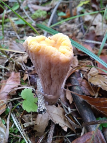 truncated club (Clavariadelphus truncatus)