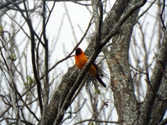 Icterus cucullatus