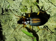 Dolichus halensis