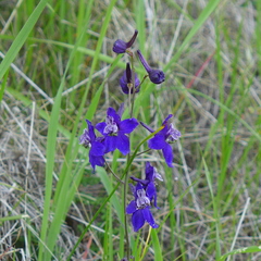 Delphinium patens