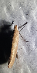 Ypsolopha ochrella
