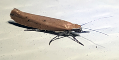 Ypsolopha ochrella