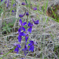 Delphinium patens
