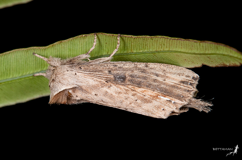 Ramesa albistriga