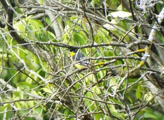 Spinus psaltria