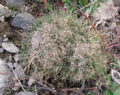 Agrostis muscosa