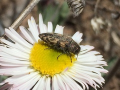 Acmaeodera
