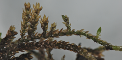 Platyhypnum smithii