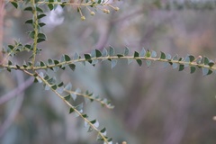Acacia hubbardiana
