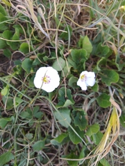 Convolvulus arvensis