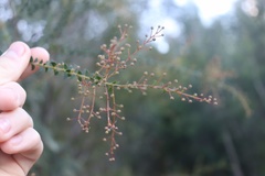 Acacia hubbardiana
