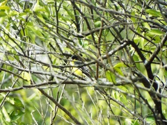 Spinus psaltria