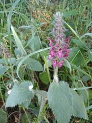 Stachys sylvatica